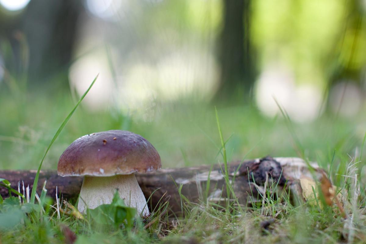 Rodinný Penzion u Wolfů Chrastava Exterior foto